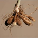 Below-ground rhizomes