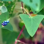 Mile-a-Minute leaf and fruit
