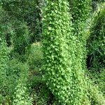 Mile-a-Minute plant