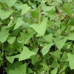 Mile-a-minute's triangular-shaped leaves