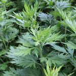 Mugwort leaves