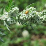 Mugwort seeds