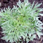 Silver Mugwort