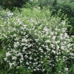 Multiflora Rose bush