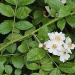 Multiflora Rose flowers