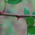 Multiflora Rose thorns