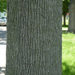 Norway maple tree trunk