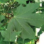 Norway maple leaves