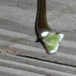 Cut twig with white sap