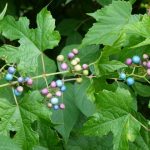 Porcelain berry plant with berries, and leaves that have three lobes.