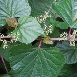 Porcelain berry plant with heart-shaped leaves