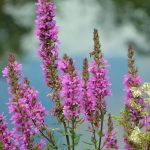Purple Loosestrife flowers