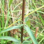 Purple Loosestrife stalk