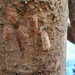 Spotted lantern fly egg masses on a tree.