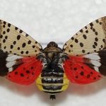 Spotted lantern fly with wings spread.
