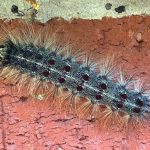 Spongy Moth Caterpillar