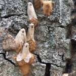 Spongy Moth eggs