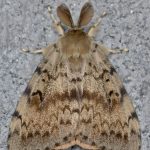 Spongy Moth Adult