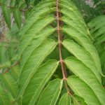 Tree of heaven stem and leaves