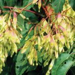 Tree of heaven seeds
