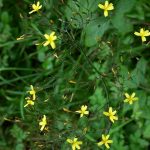 Yellow wall lettuce flowers