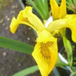 Yellow Flag Iris flower