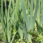 Yellow Flag Iris leaves