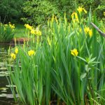 Yellow Flag Iris