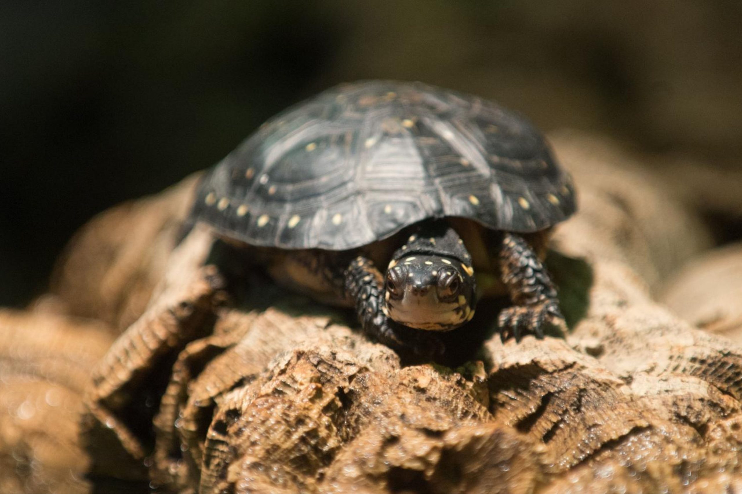 A spotted turtle