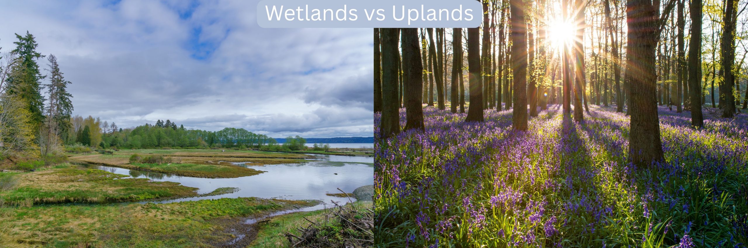 Wetlands vs Uplands