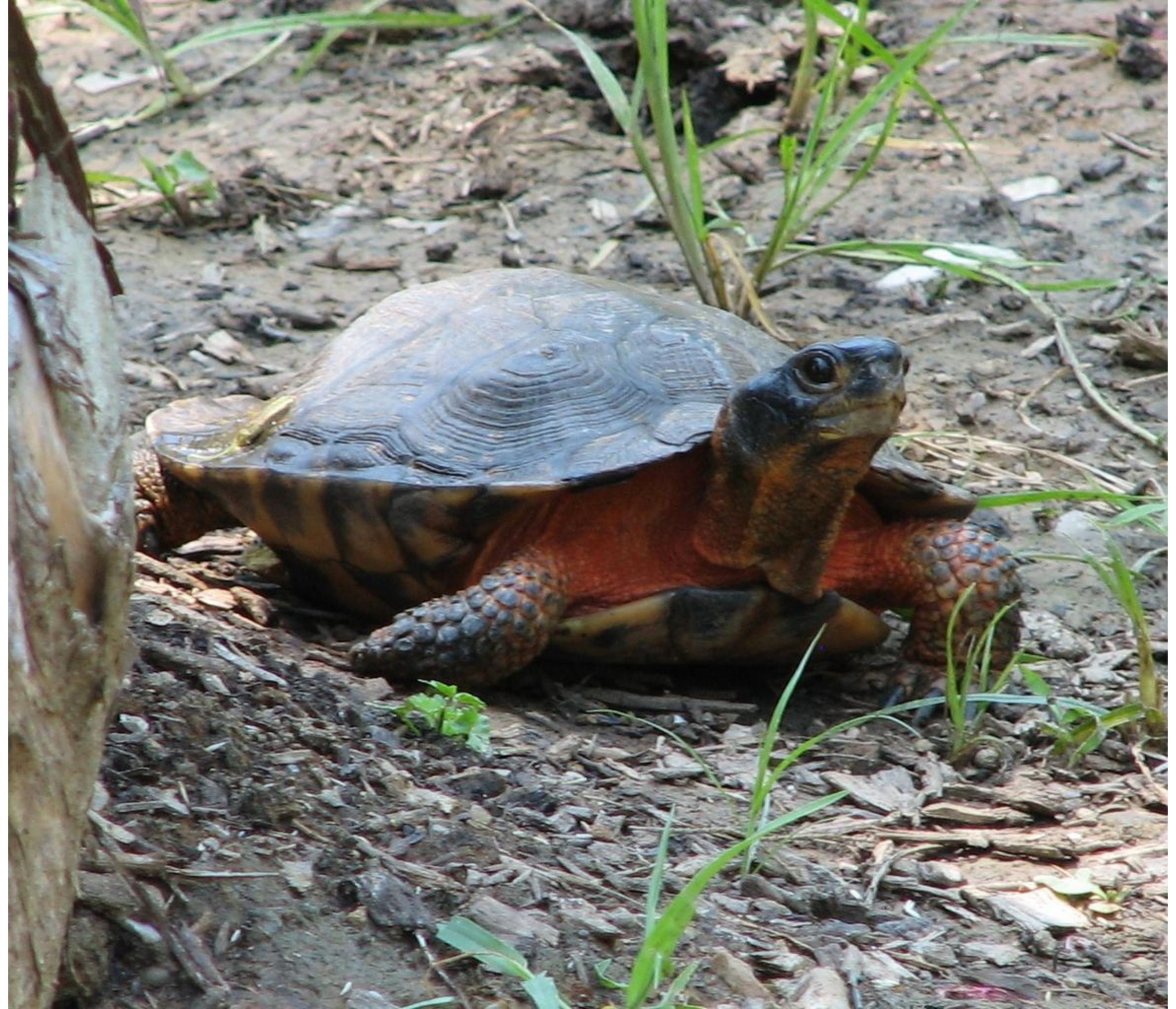 A Wood Turtle