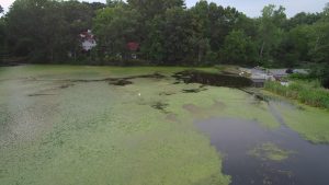 Stearns Mill Pond after Initial Treatment - 2