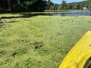 Carding Mill Pond - 9