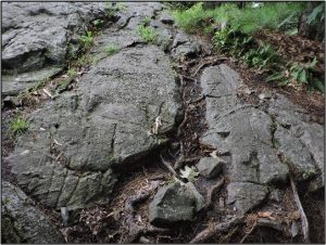 Glacial Scars at Nobscot