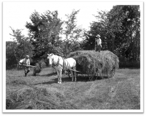 Haying Scene with White Horse