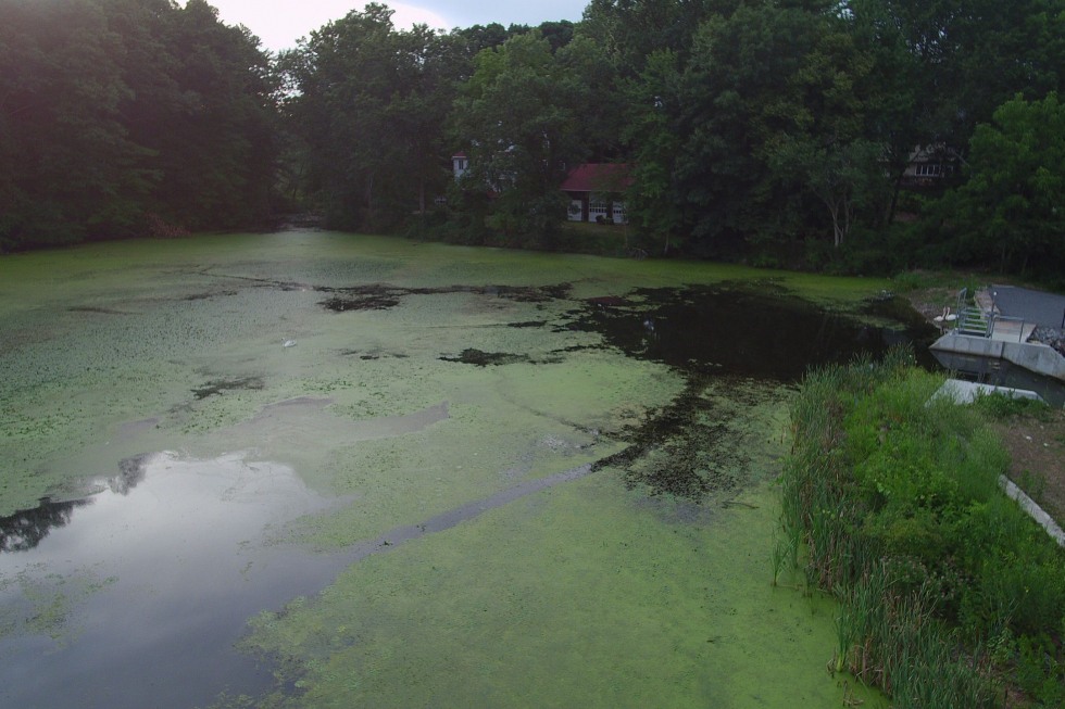 Stearns Mill Pond After Initial Treatment 1
