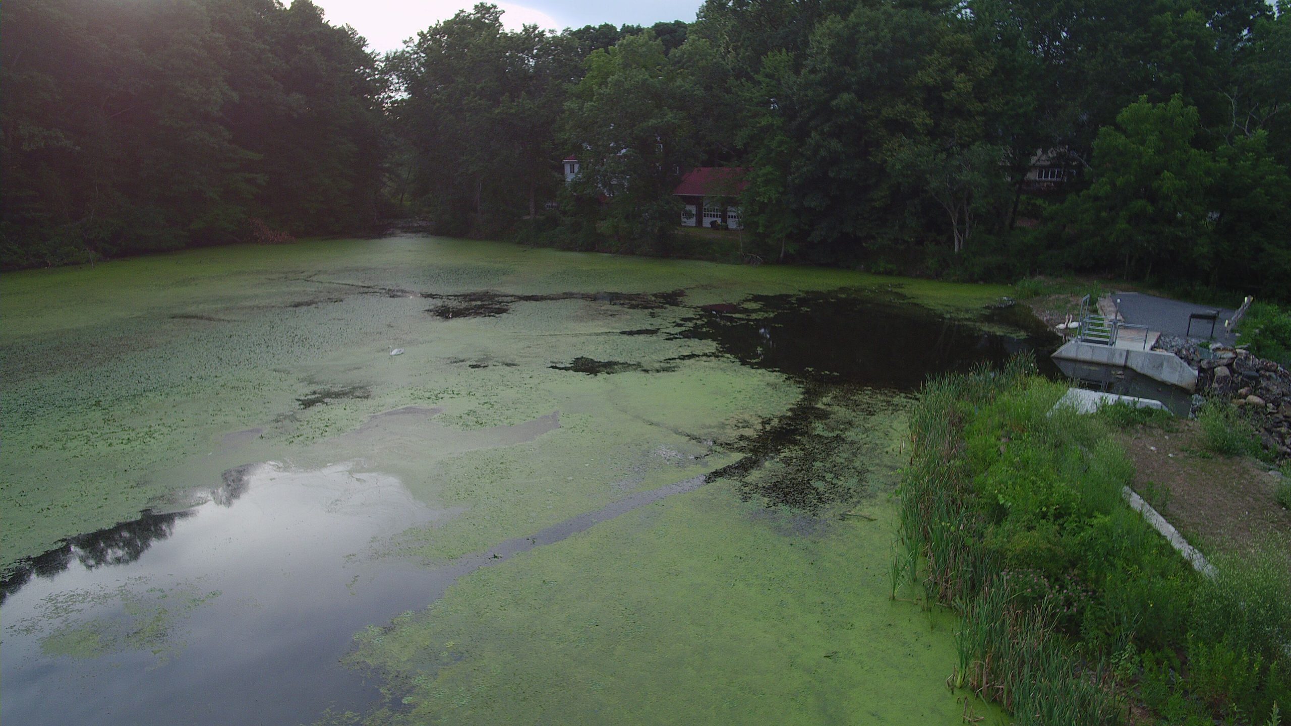 Stearns Mill Pond After Initial Treatment 1