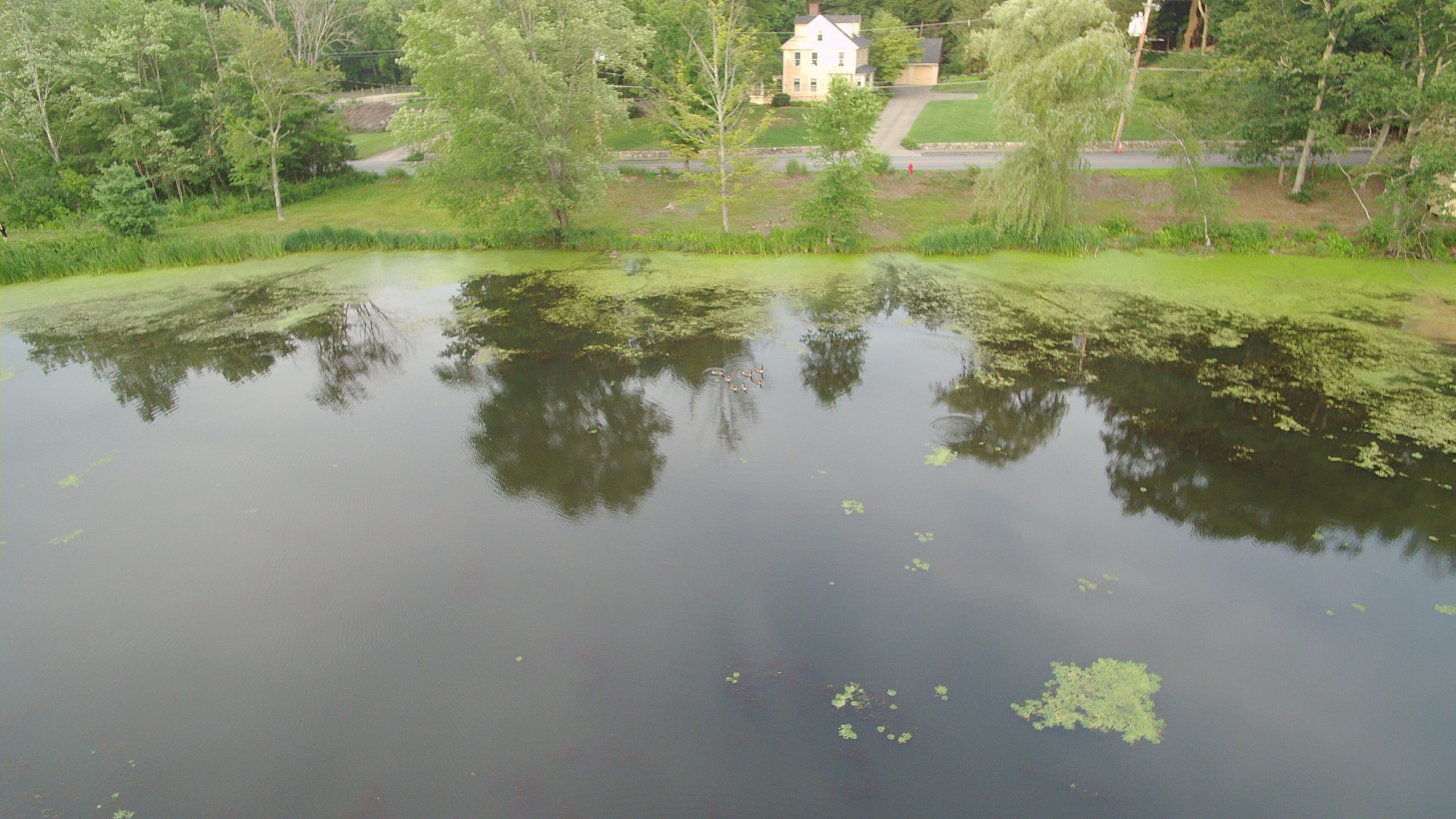 Stearns Mill Pond After Initial Treatment 13