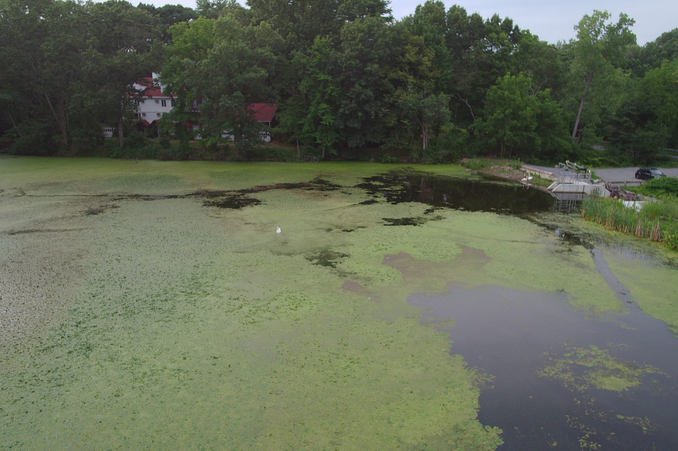 Stearns Mill Pond After Initial Treatment 2