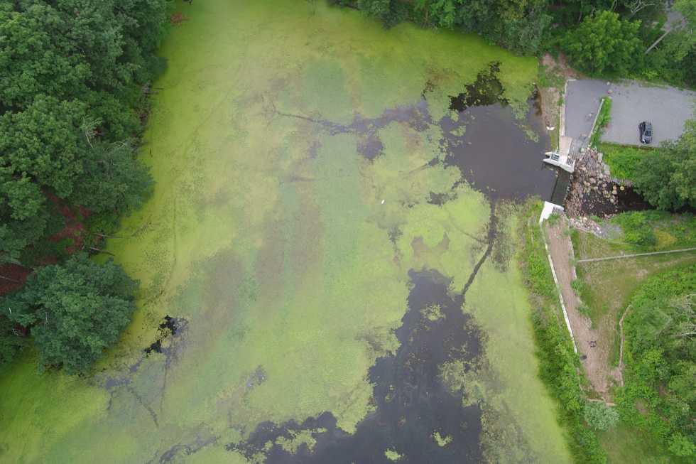 Stearns Mill Pond After Initial Treatment 3