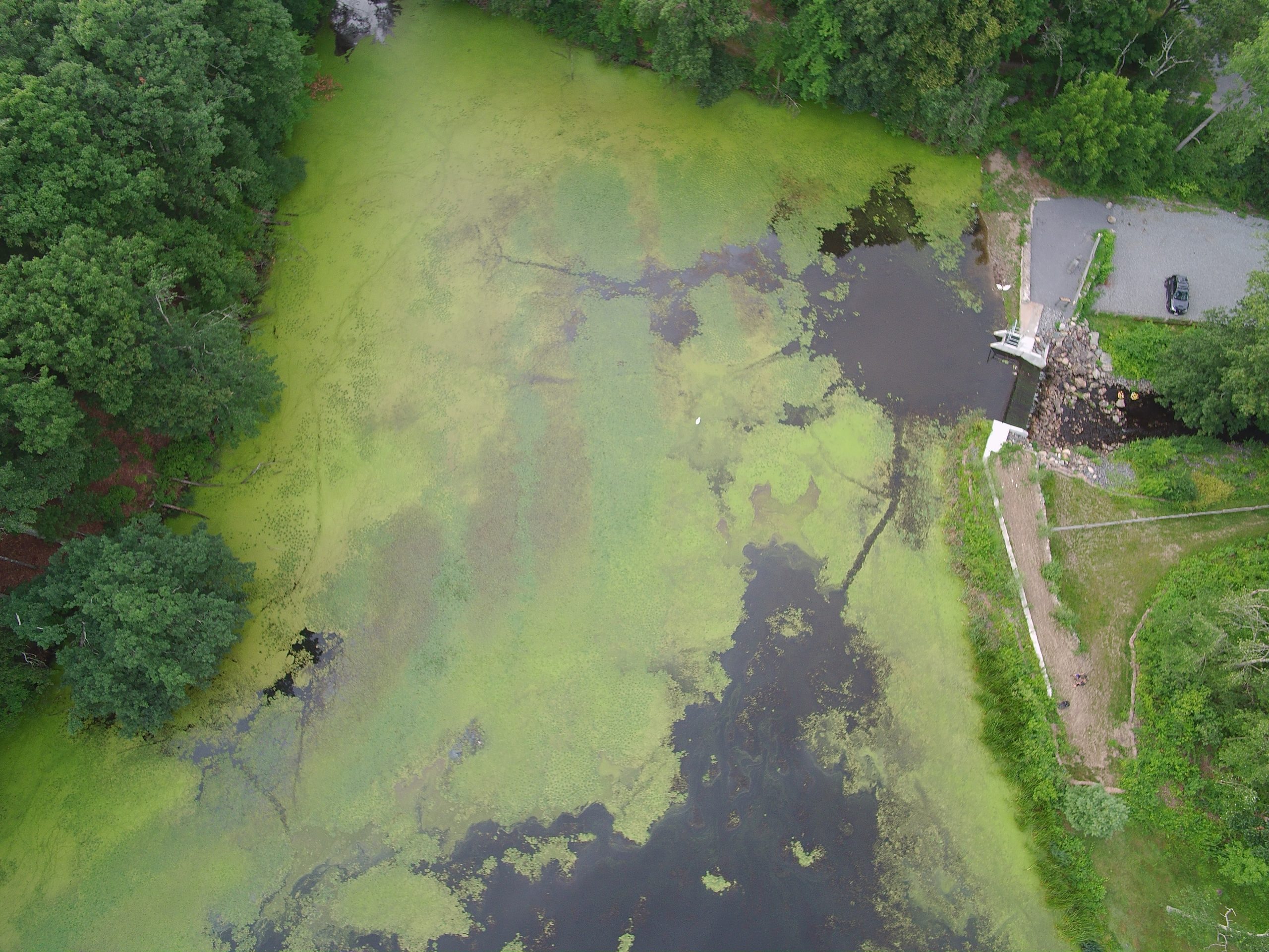 Stearns Mill Pond After Initial Treatment 3