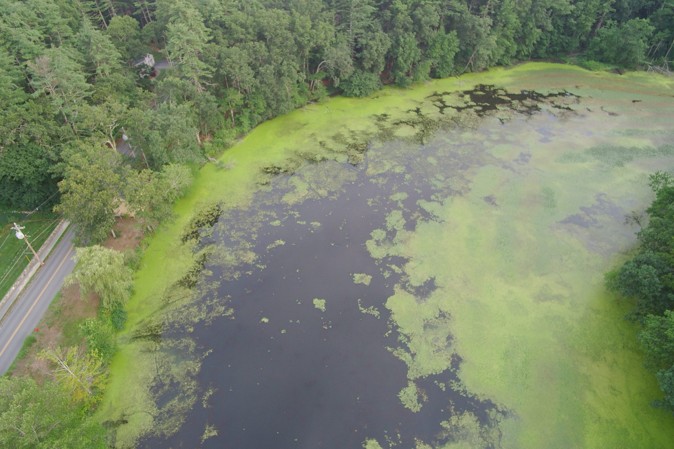 Stearns Mill Pond After Initial Treatment 4