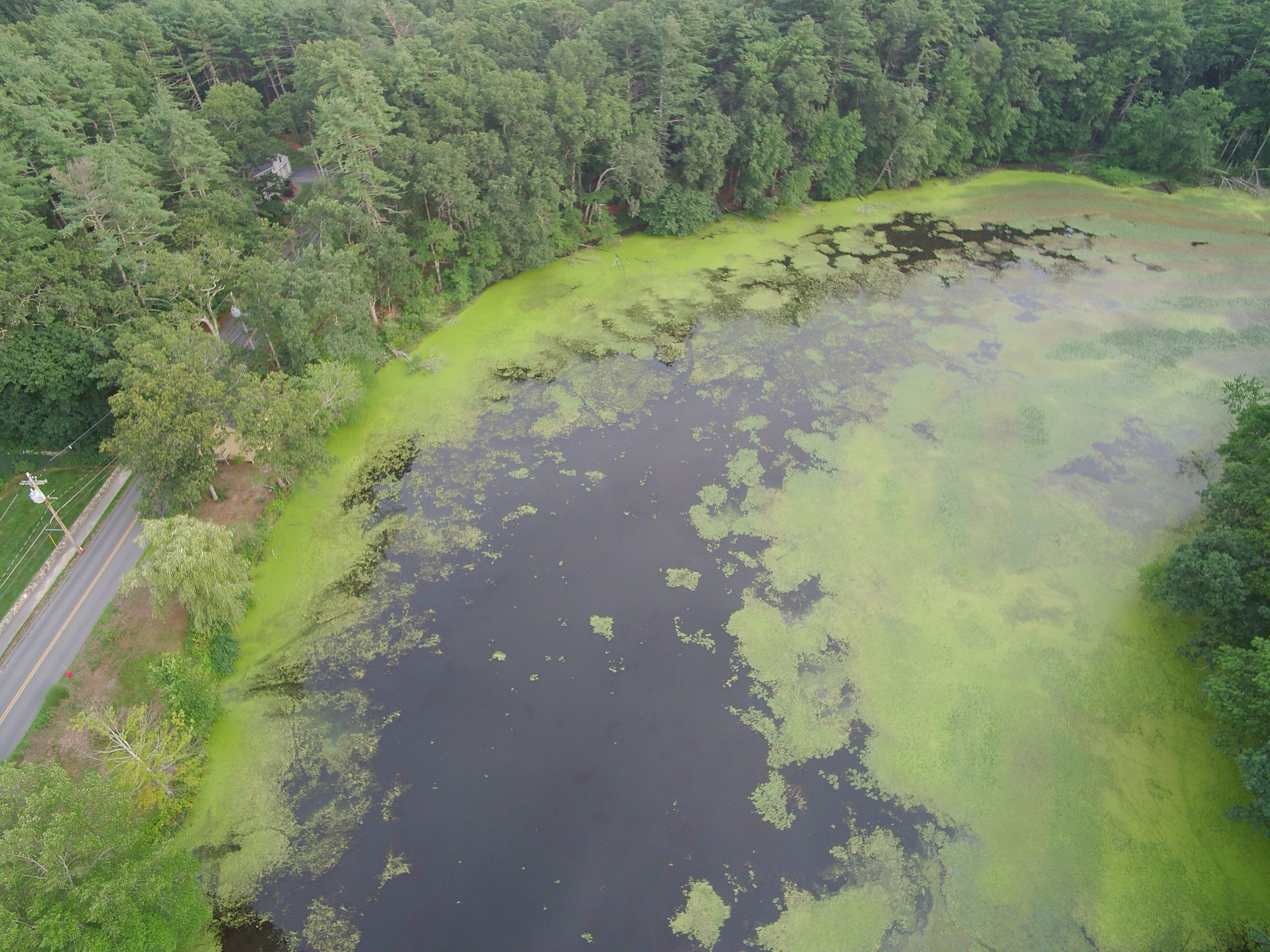 Stearns Mill Pond After Initial Treatment 4