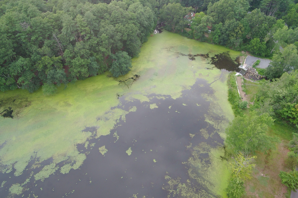 Stearns Mill Pond After Initial Treatment 5