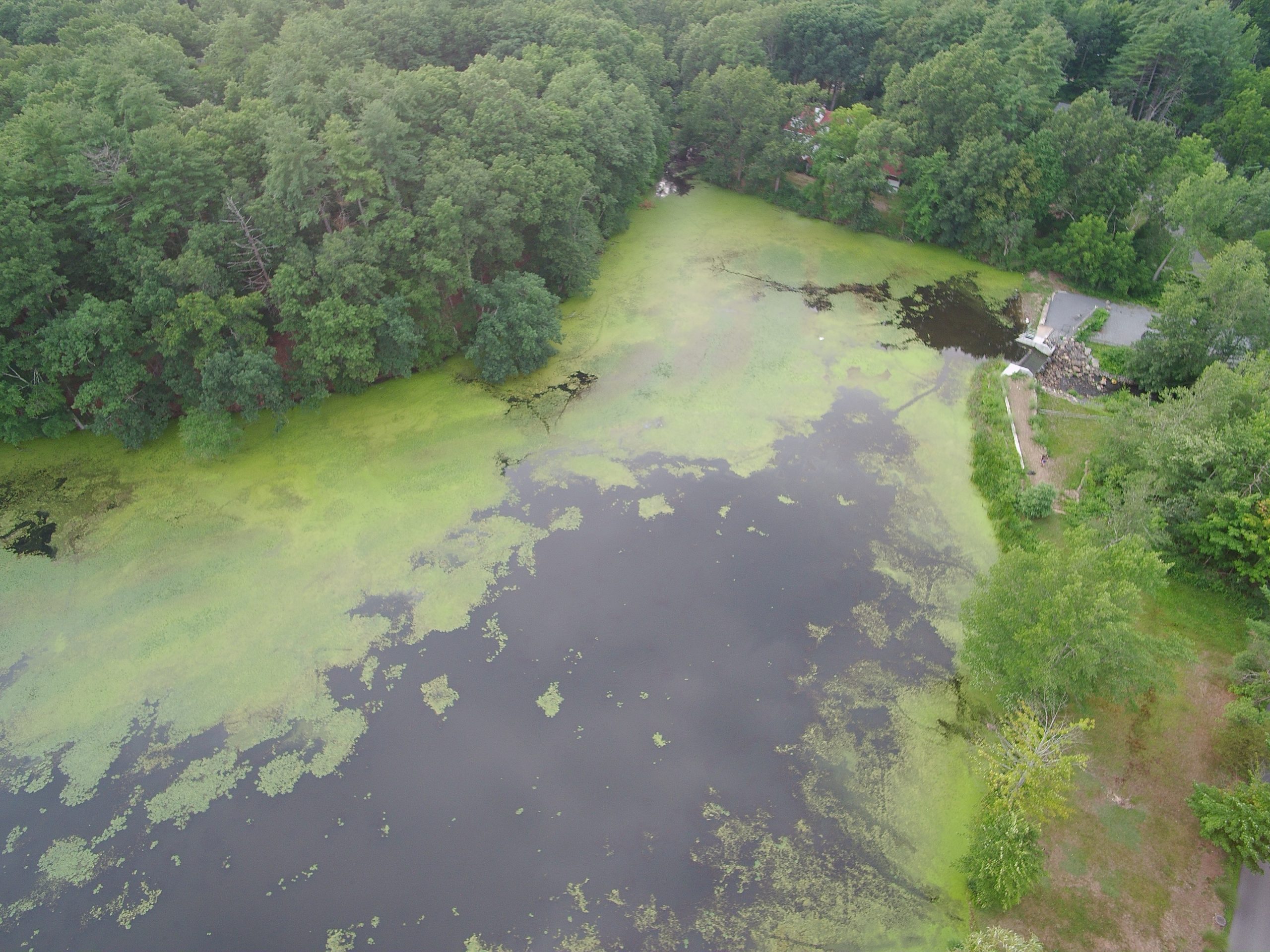 Stearns Mill Pond After Initial Treatment 5
