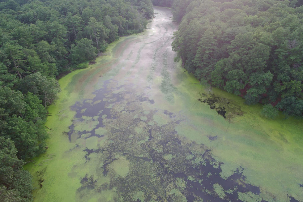 Stearns Mill Pond After Initial Treatment 6
