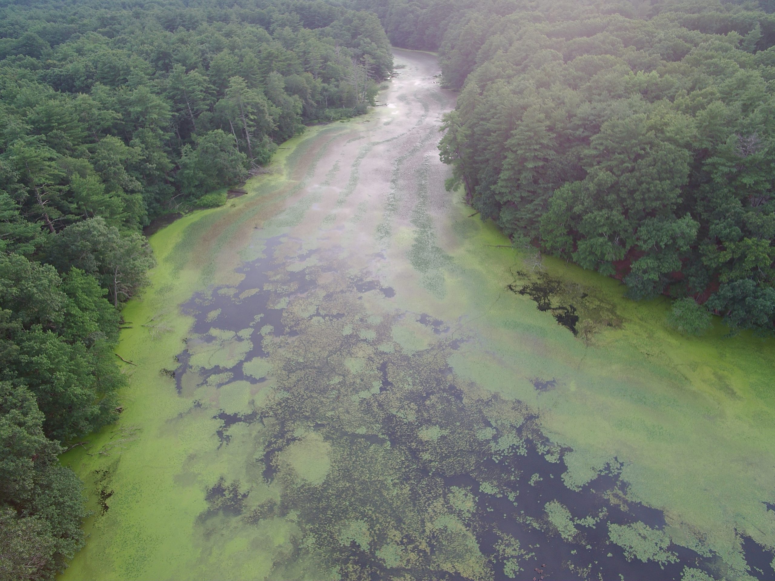 Stearns Mill Pond After Initial Treatment 6