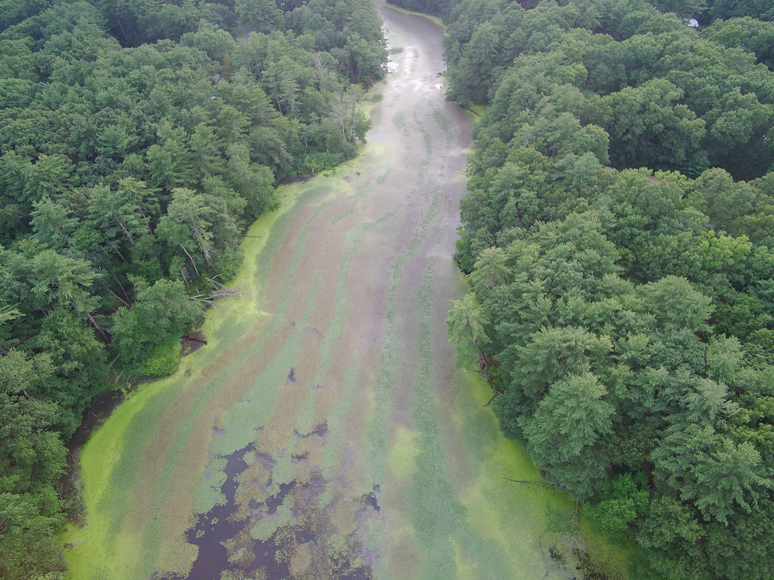 Stearns Mill Pond After Initial Treatment 7