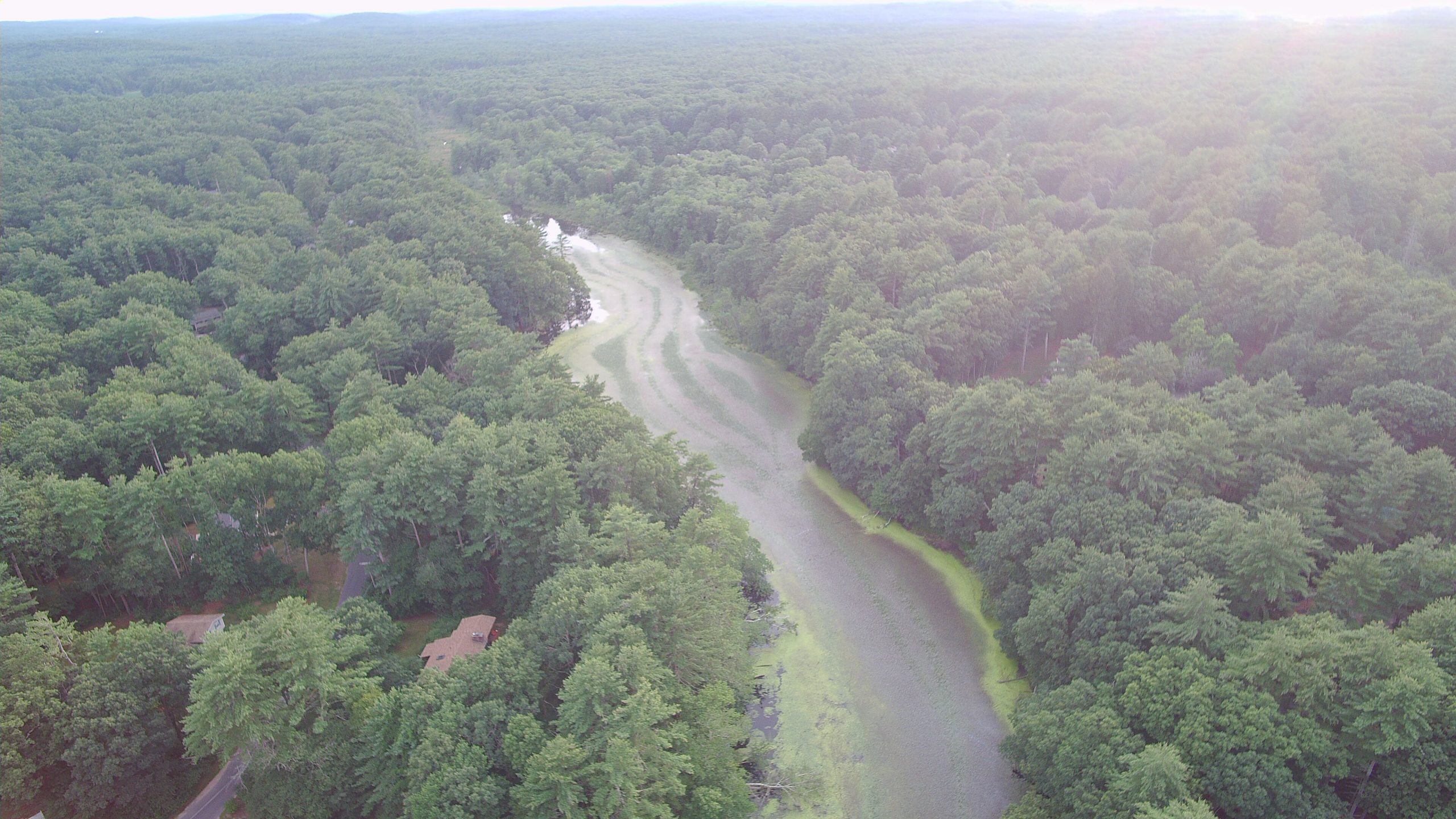 Stearns Mill Pond After Initial Treatment 8