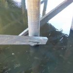 Underside of the bridge showing wooden cross-bracing between vertical support piles, with clear signs of joint deterioration and possible rot.